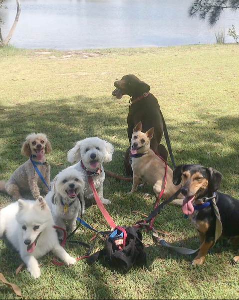 Cover photo of Happy Dog Training - Gold Coast